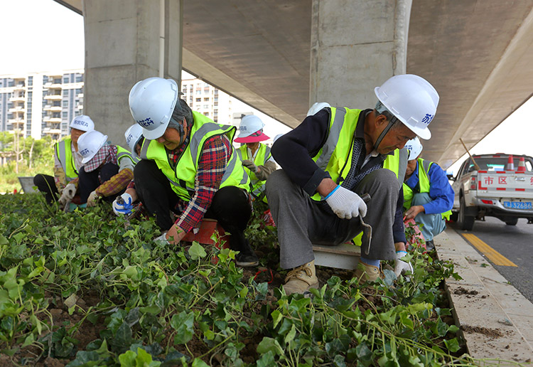 8、東環(huán)路高架下常春藤種植中.JPG